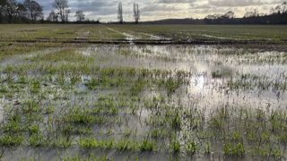 Sur des sols saturés en eau, le développement des céréales a paille est à l'arrêt.
