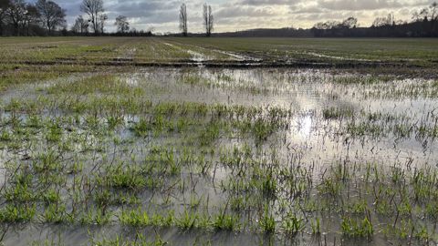 Sur des sols saturés en eau, le développement des céréales a paille est à l'arrêt.