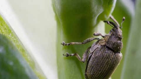 La femelle du charançon de la tige du colza perfore la tige pour pondre ses œufs, provoquant ainsi une déformation ou un éclatement de la tige. Il s'agit aussi d'une porte d’entrée pour les maladies.