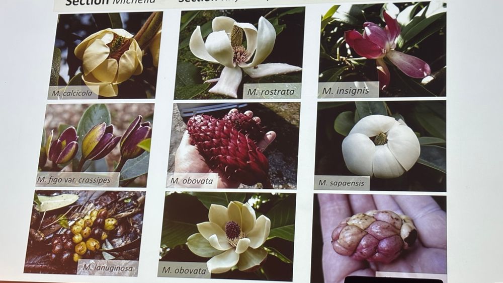 La diversité du genre Magnolia, présentée par James Garnett.