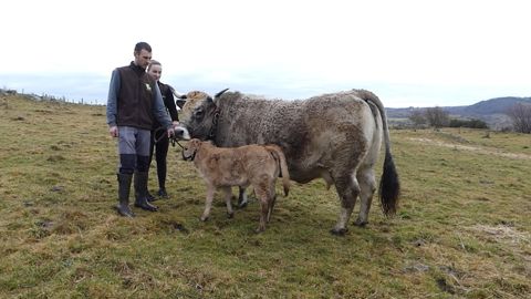 La vache Aubrac Laure de la ferme de la Buge La vache Aubrac Laure de la ferme de la Buge