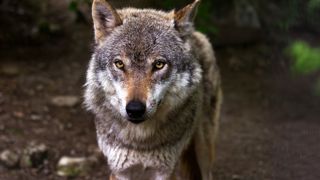 Le nombre maximal de loups pouvant être abattus chaque année en France passe de 19 % de la population à 21 %.