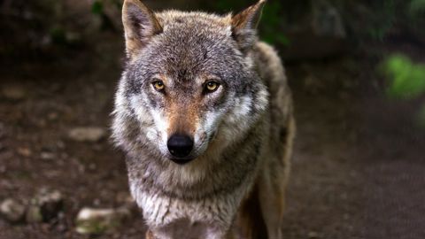 Le nombre maximal de loups pouvant être abattus chaque année en France passe de 19 % de la population à 21 %.