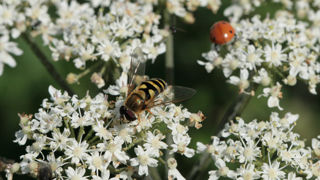 Sans fleur dans les infrastructures, il n'y aura pas d'auxiliaires et donc pas de régulation. Par exemple, les adultes de syrphes (ici au centre) ont besoin de pollen pour se reproduire et pondre. Et leurs larves seront ensuite prédatrices.