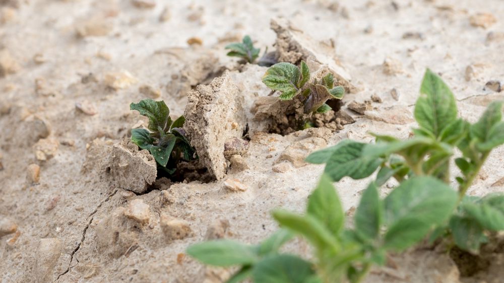 Butte pommes de terre