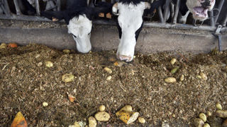 L'Union nationale des producteurs de pommes de terre (UNPT), la Fédération nationale bovine (FNB) et la Fédération nationale des producteurs de lait (FNPL) ont lancé, le 23 février 2026, une plateforme  nationale de mise en relation entre producteurs de pommes de terre et éleveurs bovins.