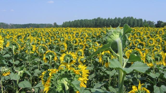 Champ de tournesols.