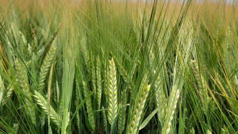 En 2025, LG Allegro a été multipliée sur 2 875 ha, et Limagrain prévoit une forte expansion en 2026. Ravira-t-elle la première place à RGT Planet ?