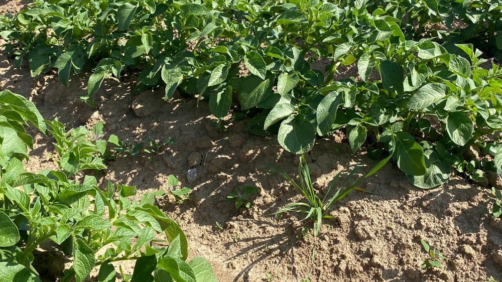 La maîtrise des adventices a été complexe en 2025 en raison du déficit hydrique.