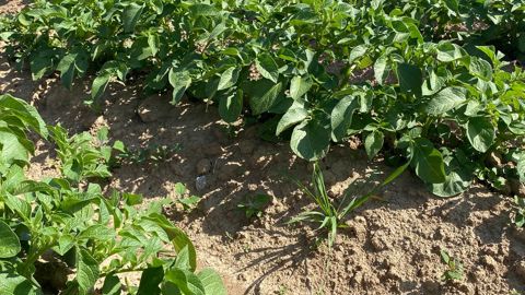 La maîtrise des adventices a été complexe en 2025 en raison du déficit hydrique.