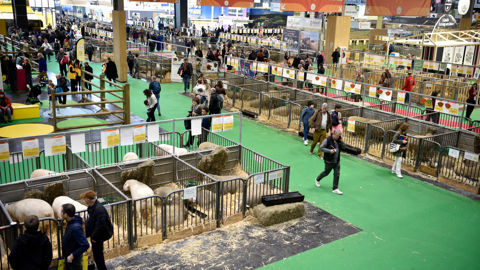 Même sans vaches, c'est au Salon de l'agriculture que les syndicats ont échangé avec Sébastien Lecornu. Les discussions ont notamment porté sur le volet des moyens de production de la prochaine loi d'urgence qui pourraient comprendre des mesures de simplification en faveur de l'élevage.