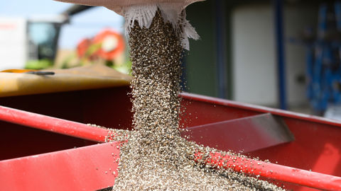 Chez Unéal, 40 % des semences vendues en colza sont des nouveautés.