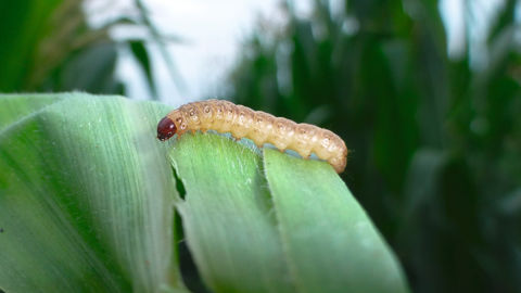 Les surfaces déployées avec un insecticide foliaire sur maïs ont atteint 417 000 ha en 2025, soit 15 000 ha de plus qu’en 2024. La pression des insectes foreurs comme la pyrale, a en effet été plus intense que lors de la campagne précédente..