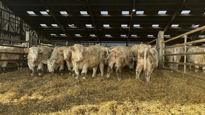 Les fourrages ont la particularité de gratter les papilles ruminales des bovins, ce qui stimule la rumination. Avec une ration sèche, il faudra prendre garde à maintenir ce reflexe.