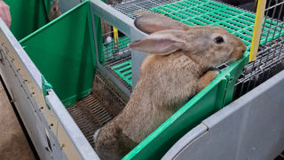 La filière du lapin entend relever deux gros défis : le renouvellement des producteurs et la sortie des cages.
