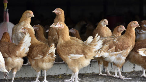 Selon Agreste, le déficit des échanges extérieurs de viande de volaille passe de –1,30 milliard d’euros en 2024 à –1,72 milliard d’euros en 2025.