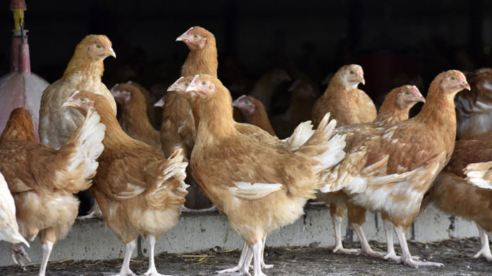 Selon Agreste, le déficit des échanges extérieurs de viande de volaille passe de –1,30 milliard d’euros en 2024 à –1,72 milliard d’euros en 2025.