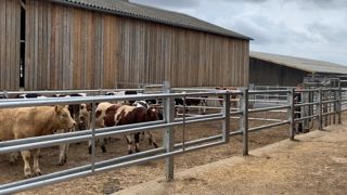Lot de broutards en parc extérieur