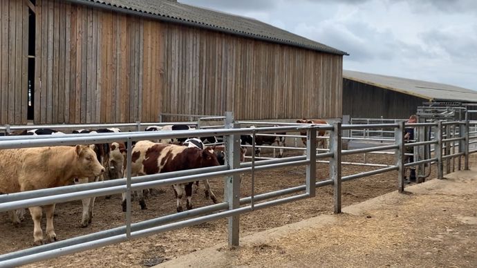 L'Italie allège son protocole sanitaire en faveur de l'importation de broutards français.