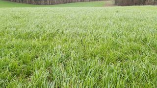 La durée de vie des feuilles de graminées est limitée. Si elles ne sont pas consommées maintenant, elles auront disparu au moment de la fauche.