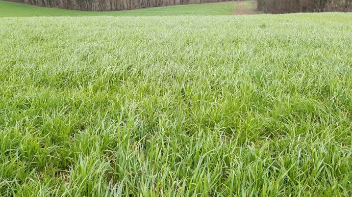 La durée de vie des feuilles de graminées est limitée. Si elles ne sont pas consommées maintenant, elles auront disparu au moment de la fauche.
