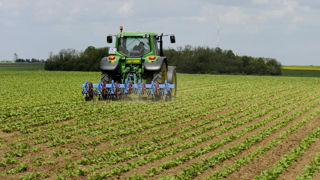 Ravageurs et maladies n’ont pas augmenté significativement au fil du temps. En revanche, la gestion des mauvaises herbes sans phyto reste « un défi majeur », selon les chercheurs.