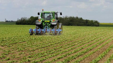 Ravageurs et maladies n’ont pas augmenté significativement au fil du temps. En revanche, la gestion des mauvaises herbes sans phyto reste « un défi majeur », selon les chercheurs.