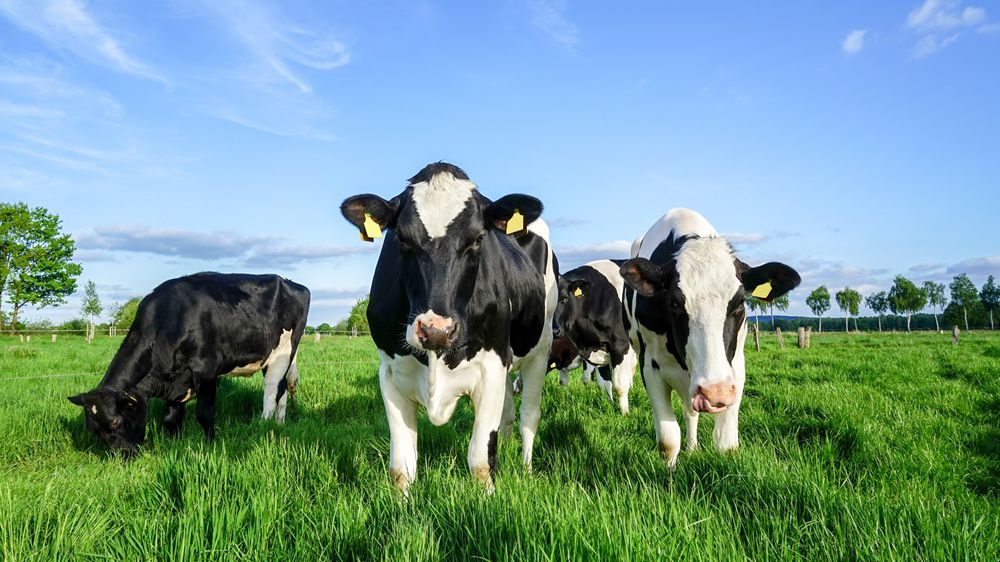 Produire du lait au meilleur coût : optimiser la protéine microbienne et by pass