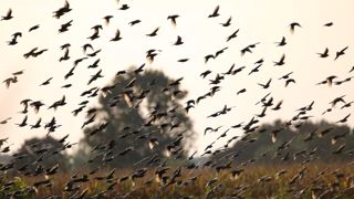 Statistiquement, tuer plus d'animaux appartenant à des espèces susceptibles d’occasionner des dégâts (Esod), ne réduit pas les dégâts l'année suivante, selon l'étude.