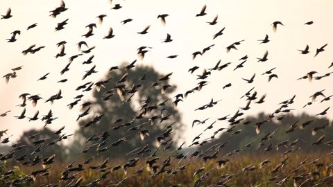 Statistiquement, tuer plus d'animaux appartenant à des espèces susceptibles d’occasionner des dégâts (Esod), ne réduit pas les dégâts l'année suivante, selon l'étude.