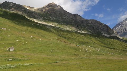 Mieux encadrer la durée du travail des bergers, la rémunération et les primes liées à l'isolement et la pénibilité. Telle est l'ambition de la proposition de loi déposée par Sophie Ricourt Vaginay, députée (UDR) dans les Alpes-de-Haute-Provence.