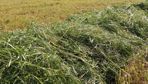 Entrer une belle récolte d’herbe au silo ne suffit pas à garantir un démarrage rapide en fermentation et une bonne conservation sans pertes. La qualité de l’ensilage se joue également par la qualité du tassage.