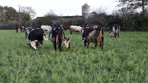 La mise en place un système herbager intégral, avec un pâturage tournant dynamique tout au long de l'année est un des critères qui permet d'aller vers un modèle plus rentable.