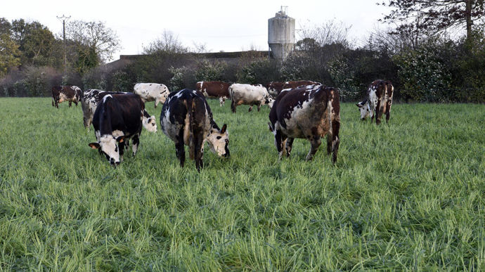La mise en place un système herbager intégral, avec un pâturage tournant dynamique tout au long de l'année est un des critères qui permet d'aller vers un modèle plus rentable.