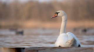 Un cygne infecté par la grippe aviaire a été retrouvé mort aux abords du lac d’Annecy.