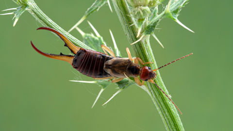Les perce-oreilles sont des alliés au jardin car ils se nourrissent essentiellement de pucerons.