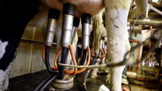 La collecte de lait de vache a augmenté de 5,8 % en janvier 2026 par rapport à son niveau de 2025.