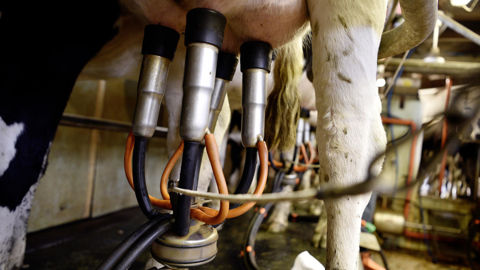 La collecte de lait de vache a augmenté de 5,8 % en janvier 2026 par rapport à son niveau de 2025.