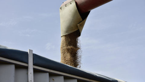 Si les prix à la production agricole sont globalement stables en janvier 2026, ceux des céréales et des oléagineux restent à la baisse.