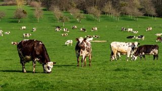 La Commission européenne a ouvert un appel à contribution dans le cadre de l'élaboration de sa future stratégie pour l'élevage.