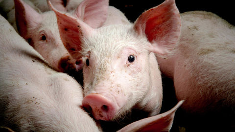 Après un mois de stabilité, le prix du porc français augmente d'un centime au MPF, s'établissant à 1,420 €/kg.