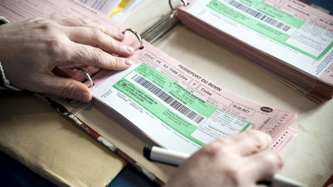 Le ministère de l'Agriculture a pris le relais sur le projet de dématérialisation des passeports bovins, avec un objectif de mise en oeuvre en septembre 2027.