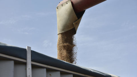 Le Coceral, Comité du commerce des céréales, aliments du bétail, oléagineux, huile d’olive, huiles et graisses et agrofournitures, prévoit le 17 mars 2026 une récolte de céréales dans l'Union européenne et au Royaume-Uni à 298,9 millions de tonnes, en retrait sur celle de 2025 à 310,5 millions de tonnes.