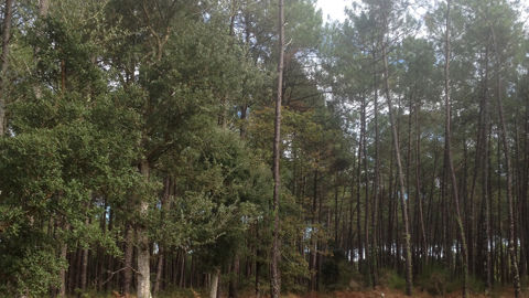 Le nématode du pin a été détecté pour la première fois en France, en novembre 2025 dans une forêt à Seignosse dans les Landes.