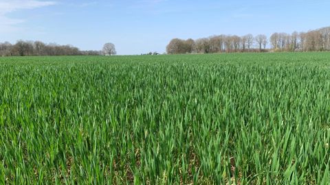 Selon Céré'Obs, 74 du blé tendre a atteint le stade épi 1 cm le 16 mars 2026, contre 37% sur la moyenne des cinq dernières années.