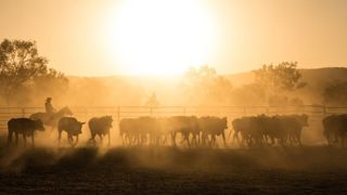 Le nouveau quota d'importation dans l'UE est fixé à 30 600 tonnes de viande bovine australienne.