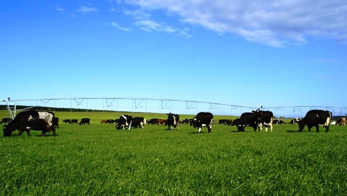 En Nouvelle Zélande, les systèmes laitiers reposent sur la production d'herbe.