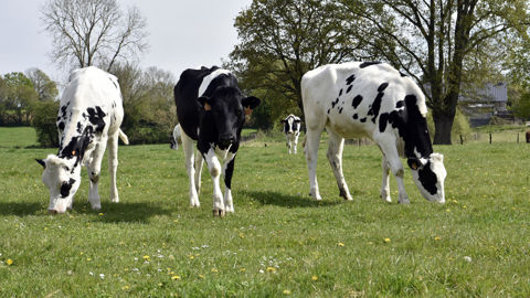 15 % des primipares sont réformées pour cause de production laitière insuffisante.