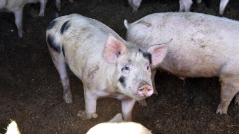 La FRSEA et JA de Bretagne exigent une « revalorisation immédiate » du prix du porc.