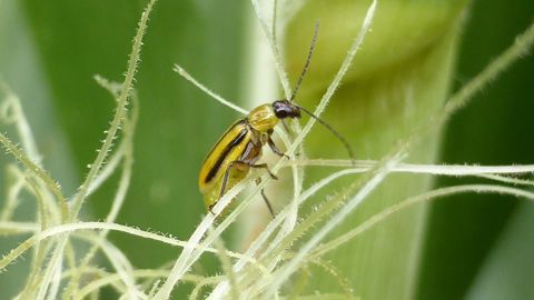 « Dans les parcelles où les adultes ont été très présents la campagne précédente, le levier le plus efficace contre la chrysomèle du maïs consiste à ne plus cultiver de maïs durant une année pour anéantir près de 100 % de la population », explique Arvalis.
